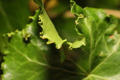 Hedera helix