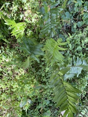 Pellaea falcata