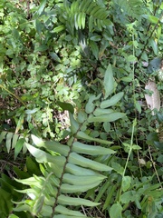 Pellaea falcata