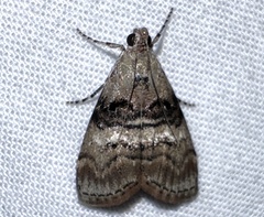 Pococera asperatella