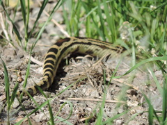 Pituophis catenifer sayi