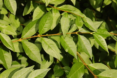 Ligustrum ovalifolium