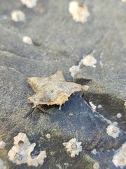 Asterina gibbosa