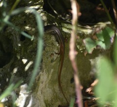 Psammodromus algirus