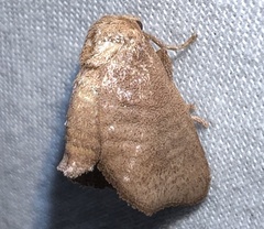 Isa textula