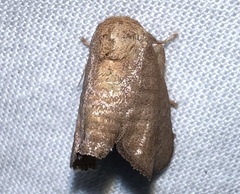 Isa textula