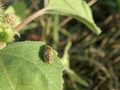 Lepyronia coleoptrata