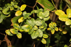 Rosa canina