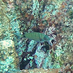 Diplodus sargus