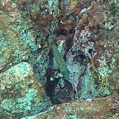 Diplodus sargus