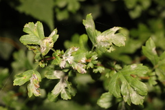 Crataegus monogyna
