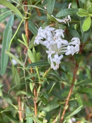 Pimelea linifolia linifolia