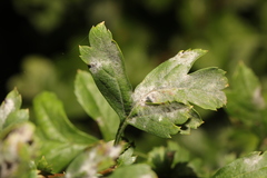 Podosphaera clandestina