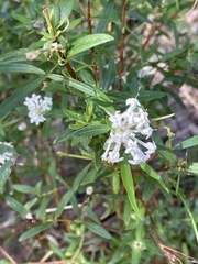 Pimelea linifolia linifolia