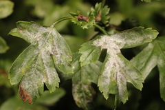 Podosphaera clandestina