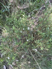 Pimelea linifolia linifolia