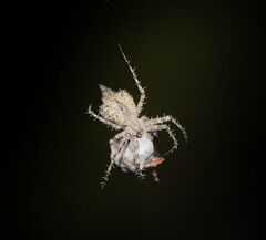 Tamopsis