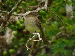 Lathrotriccus euleri