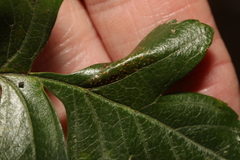 Phyllonorycter oxyacanthae