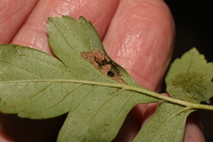 Phyllonorycter oxyacanthae