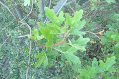 Pelargonium sublignosum