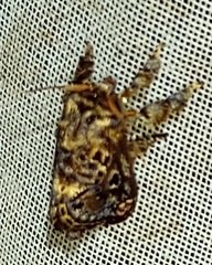 Limacodidae