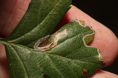 Phyllonorycter corylifoliella