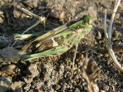 Oedaleus decorus