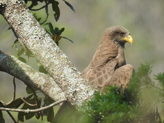 Milvus migrans parasitus