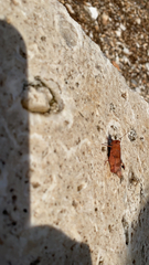 Oedipoda