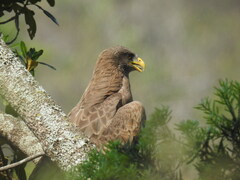 Milvus migrans parasitus