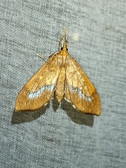 Anarmodia