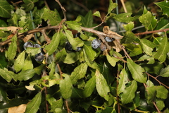 Prunus spinosa