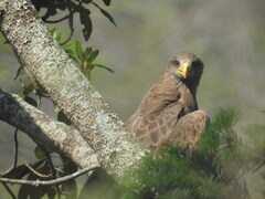 Milvus migrans parasitus