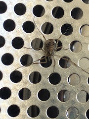 Paroligolophus agrestis