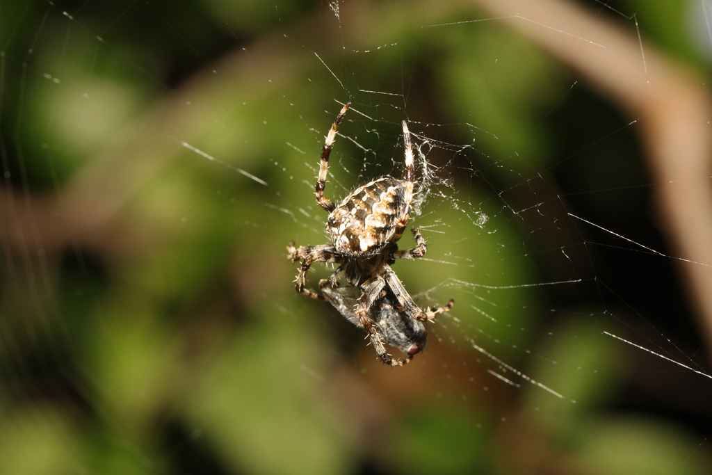 Cross Orbweaver from Ten Acre Pits, Acacia Avenue, Huyton, Liverpool ...