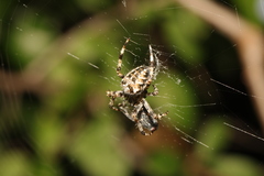 Araneus diadematus