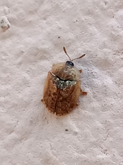 Hypocassida subferruginea