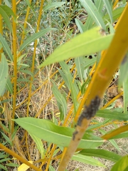 Salix viminalis