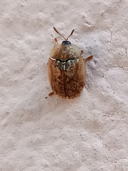 Hypocassida subferruginea