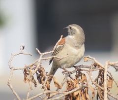 Passer melanurus melanurus