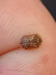 Hypocassida subferruginea