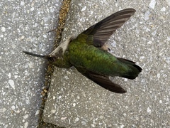 Archilochus colubris