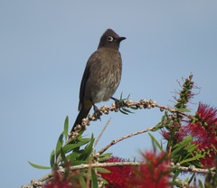Pycnonotus capensis