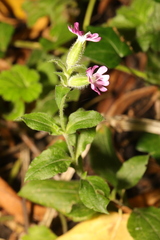 Silene dioica