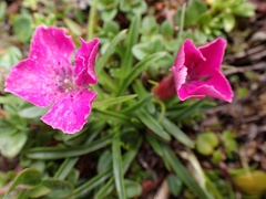 Dianthus glacialis
