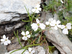 Heliosperma