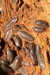 Oniscus asellus