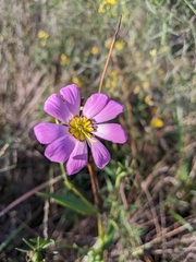 Sabatia kennedyana