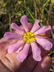 Sabatia kennedyana